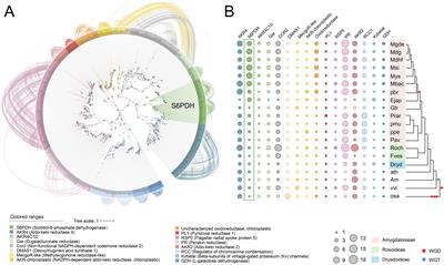 Evolutionary dynamics and functional characterization of proximal duplicated sorbitol-6-phosphate dehydrogenase genes in Rosaceae